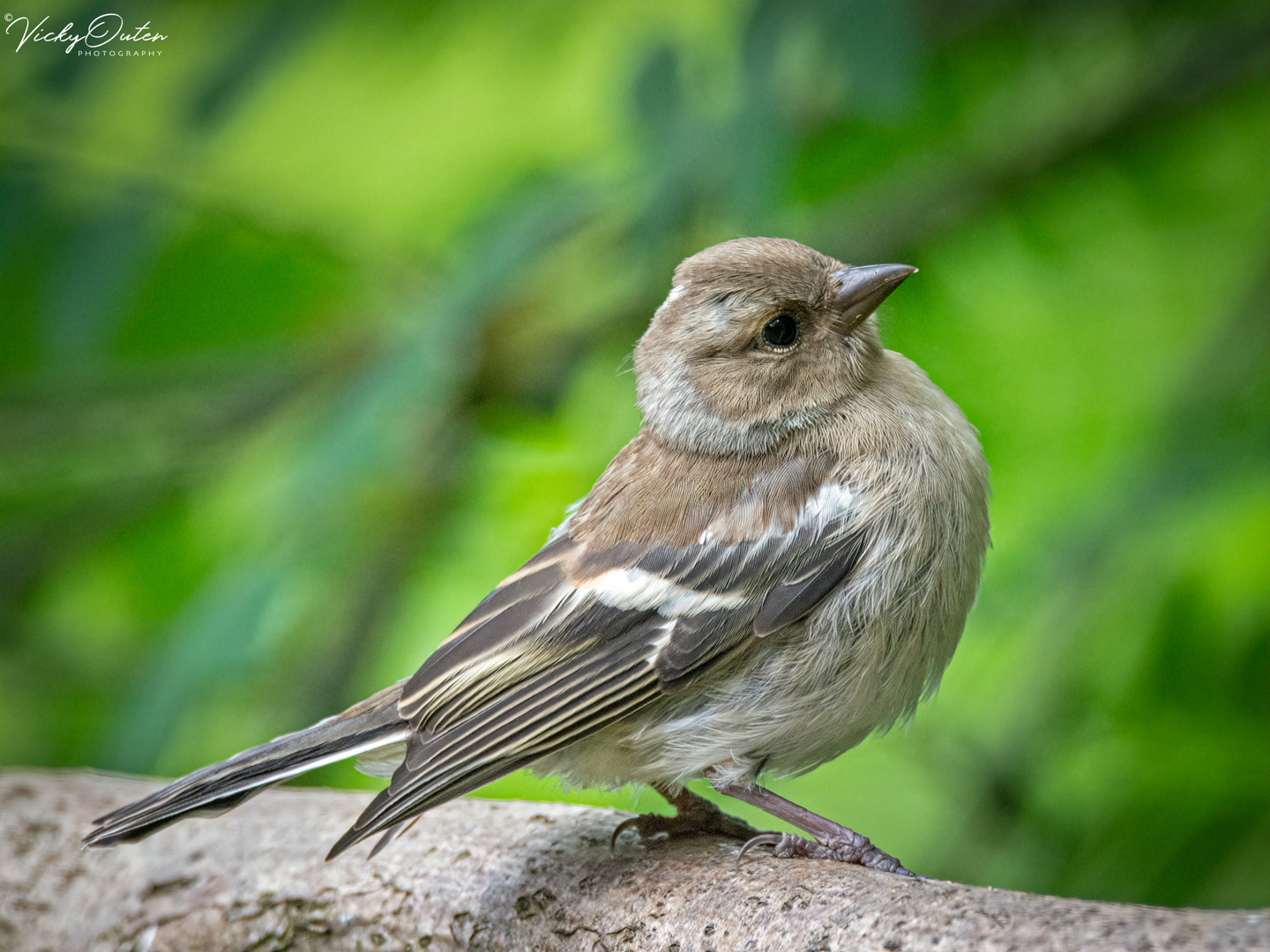 Female chaffinch