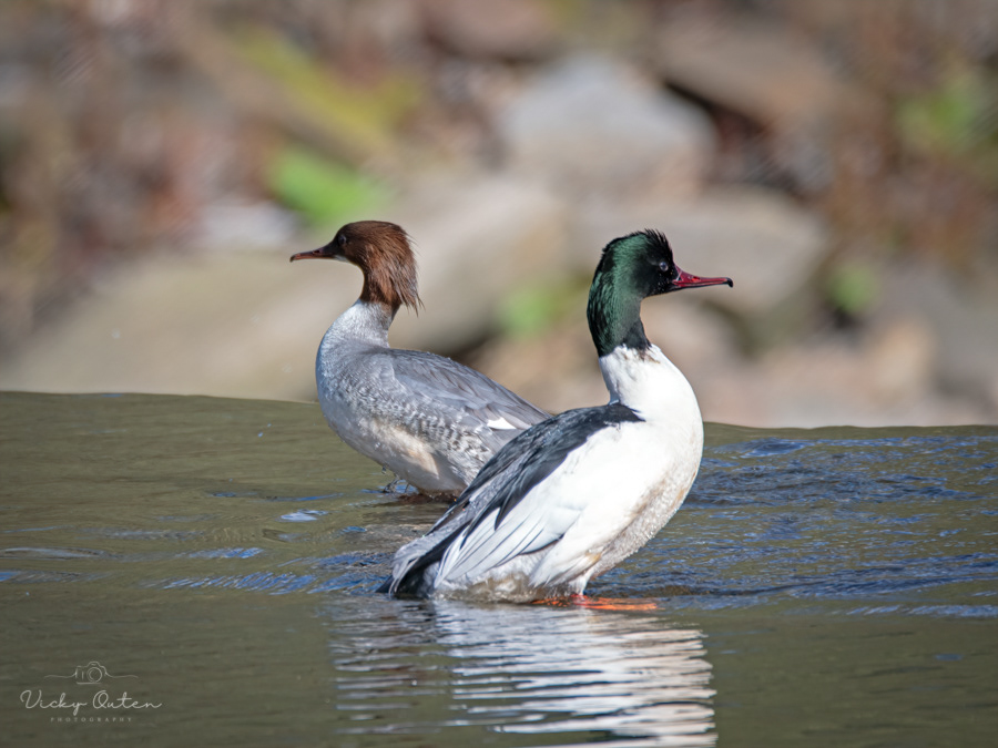 Male & female goosander