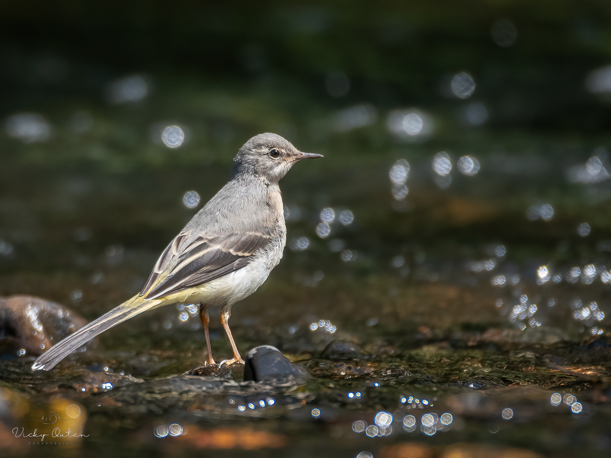 Juvenile grey wagtail