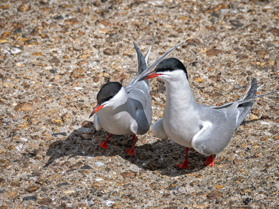 Common terns