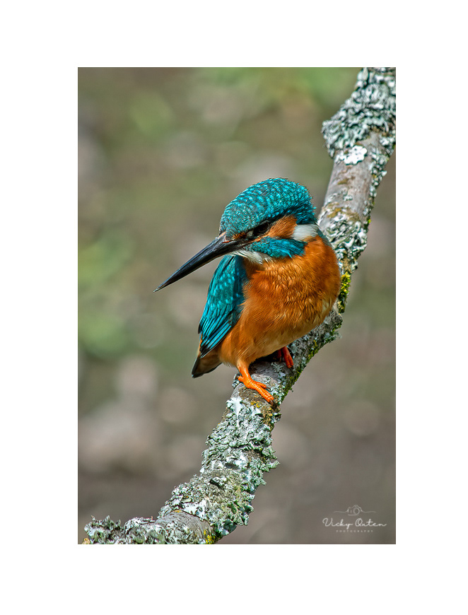 Kingfisher #4642