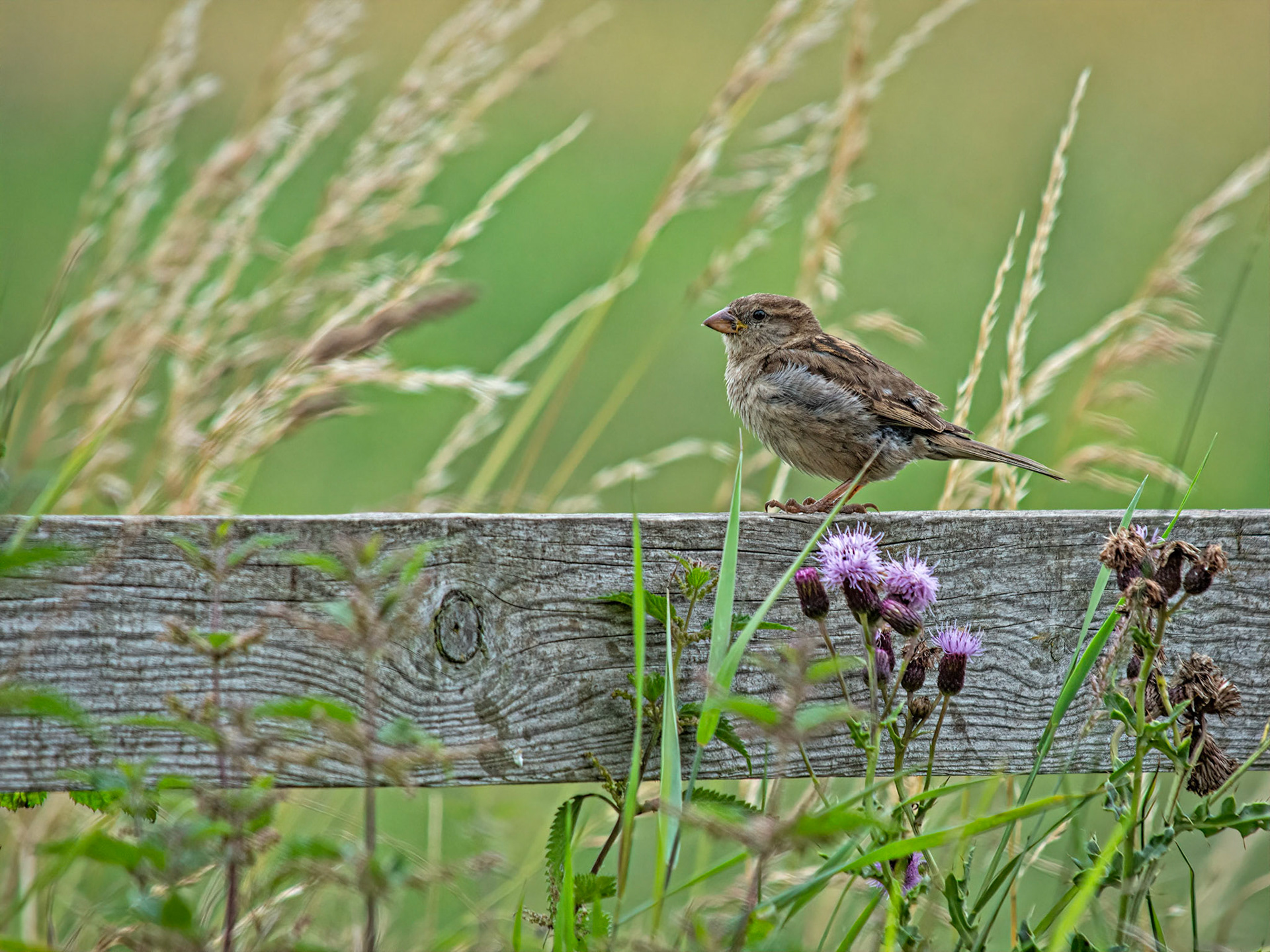 Female house sparrow