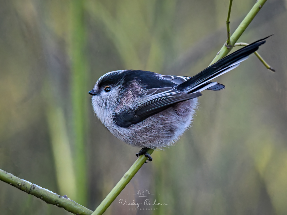 Long tailed tit