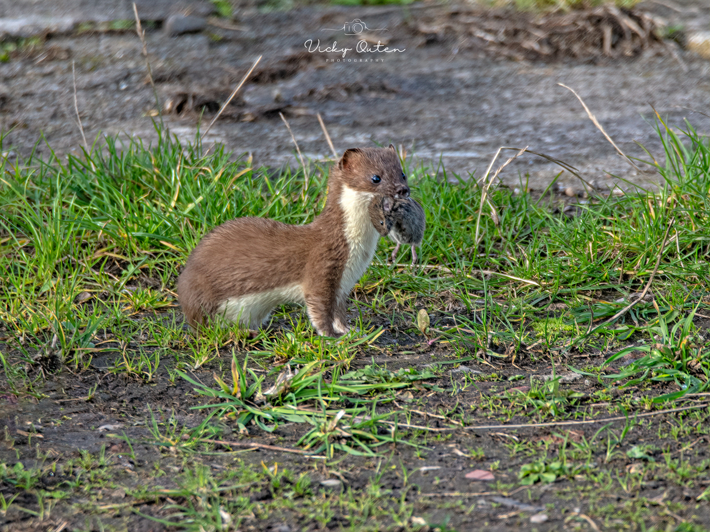 Stoat with pray