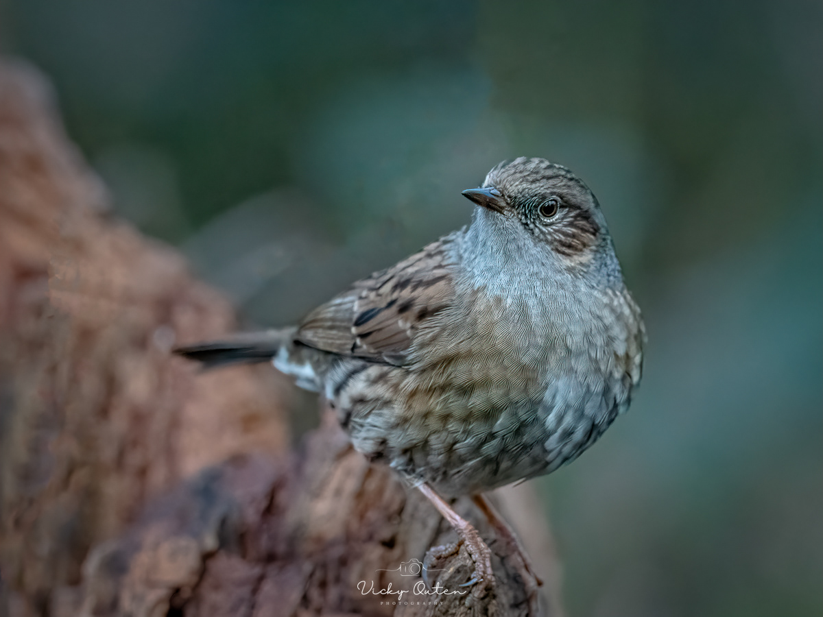 Dunnock / Hedge sparrow