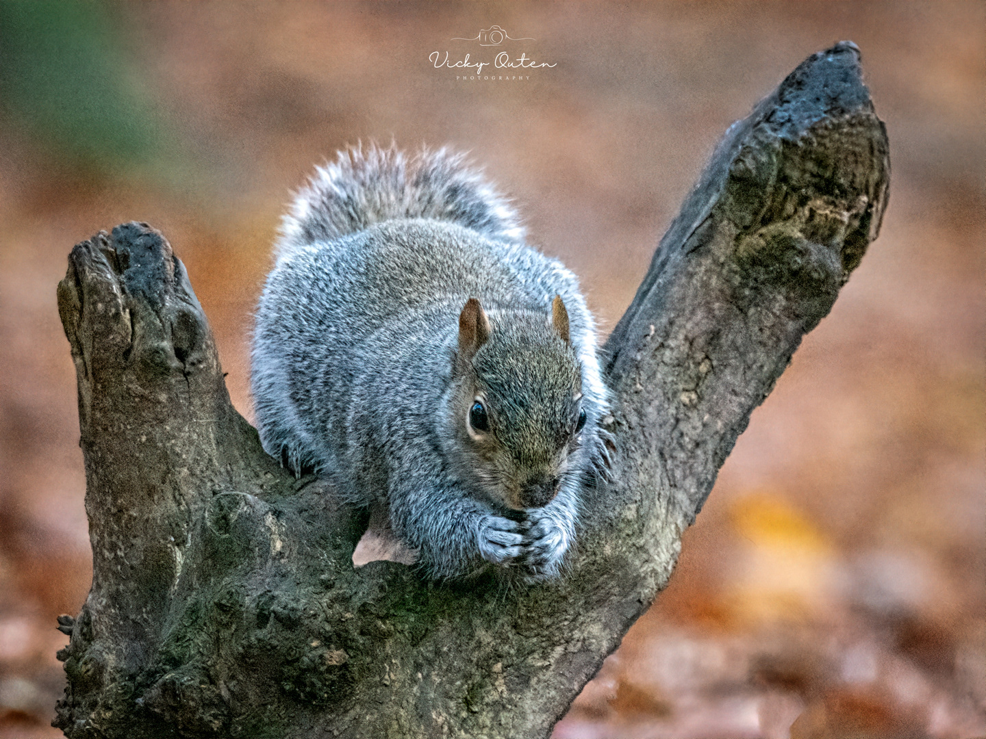 Grey squirrel