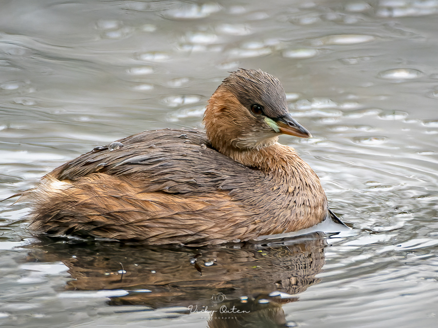 Little grebe