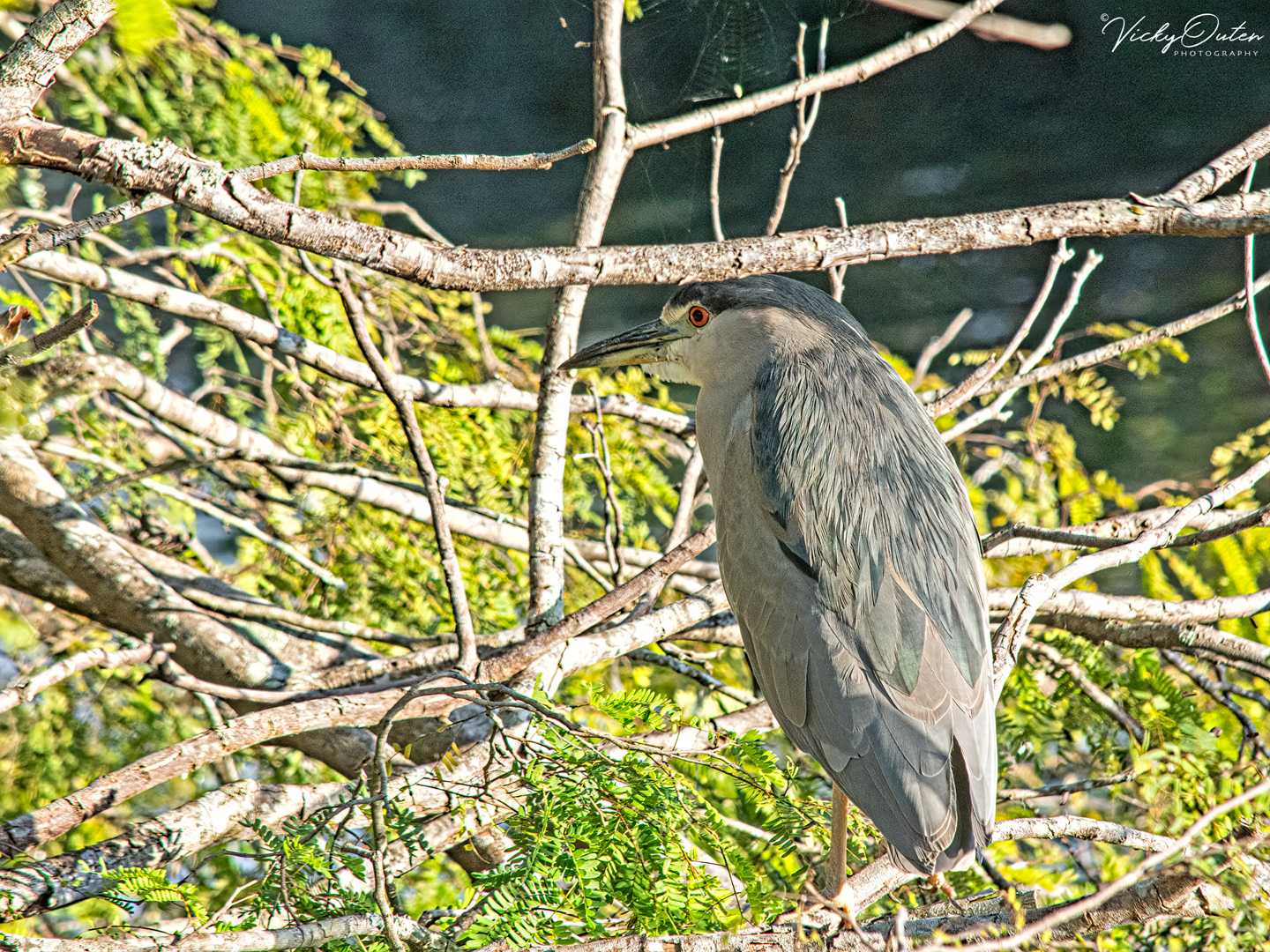 Black-crowned night-heron