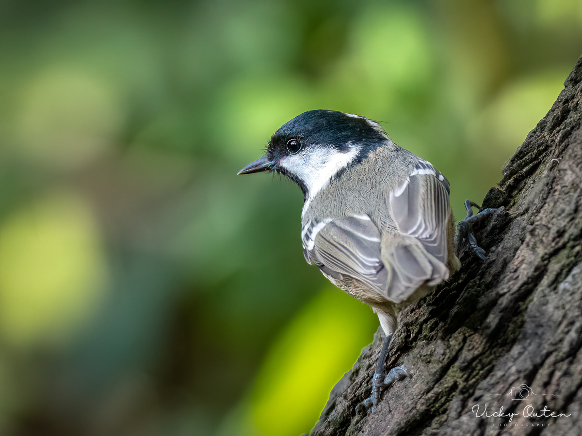Coal tit