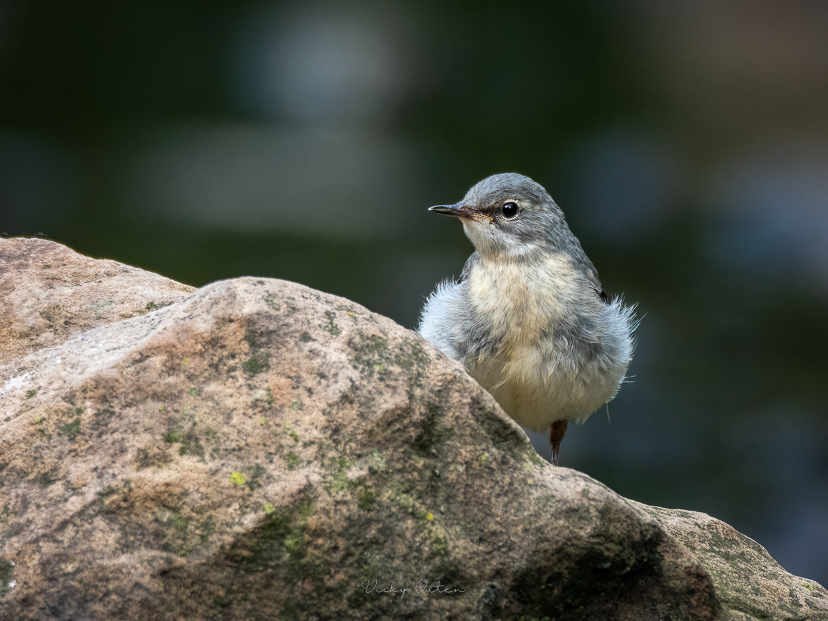 Juvenile grey wagtail 