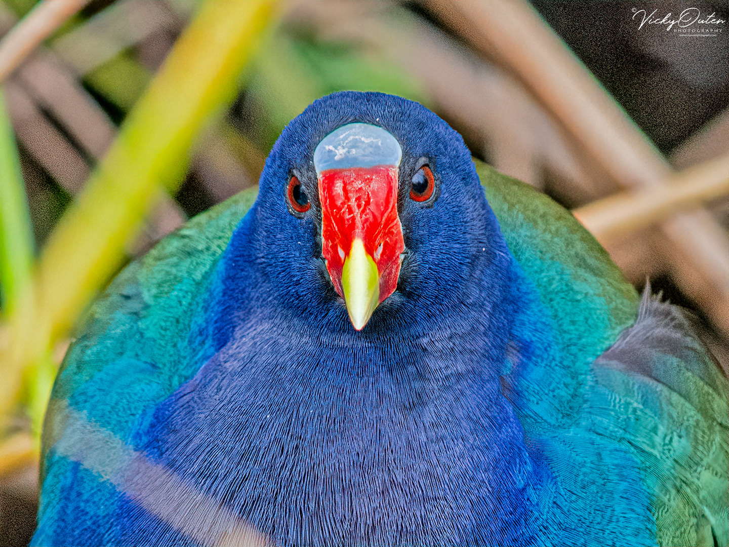 Purple gallinule