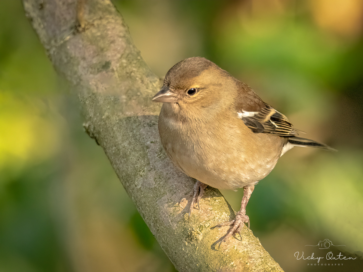 Female chaffinch