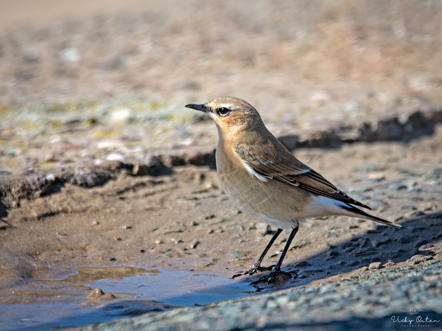 Wheatear 