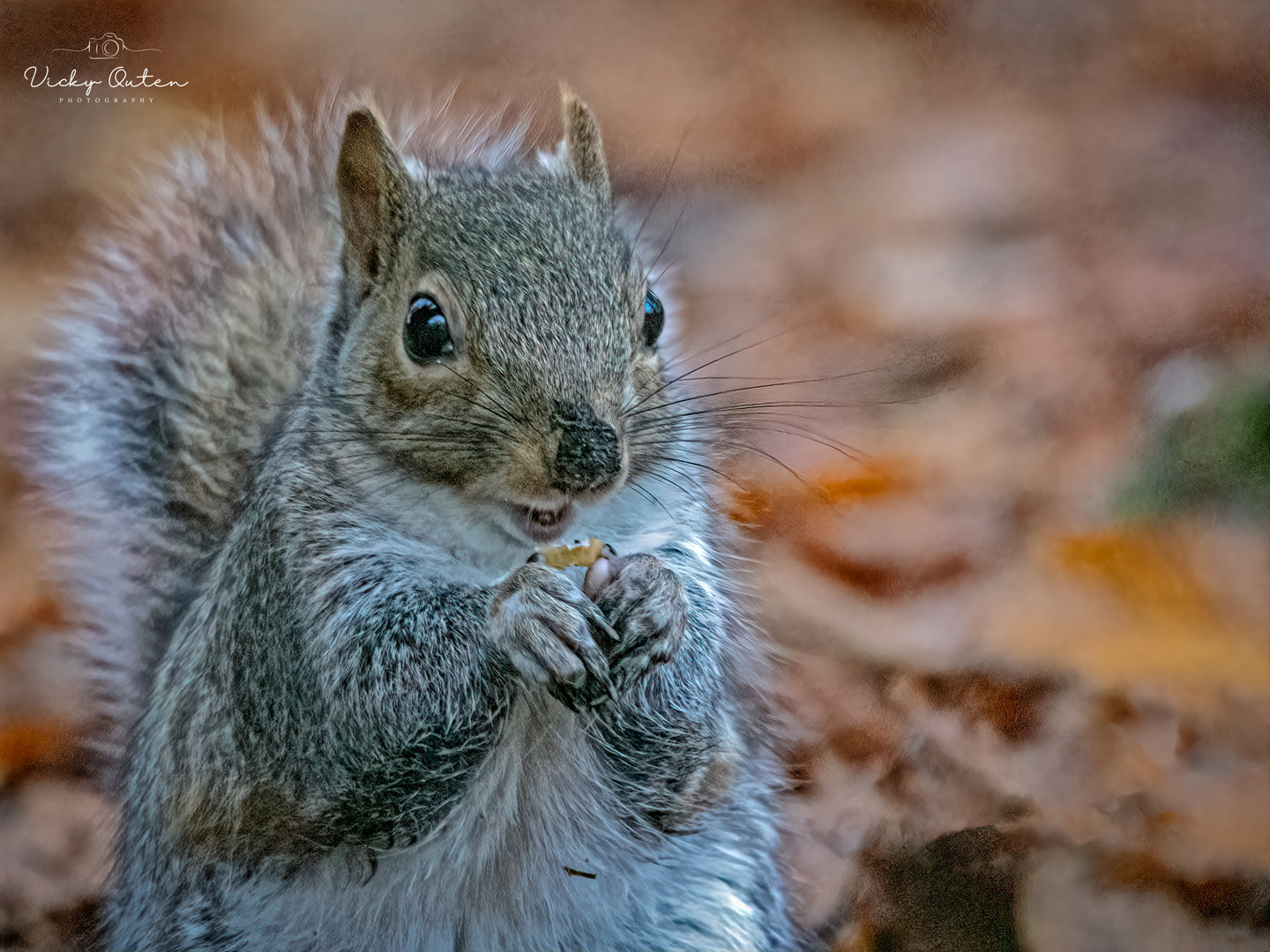Grey squirrel