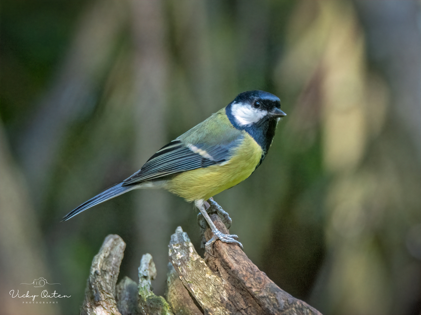 Great tit