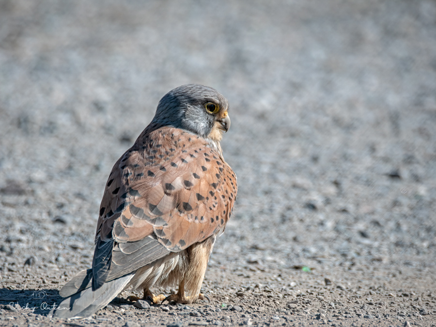 Kestrel