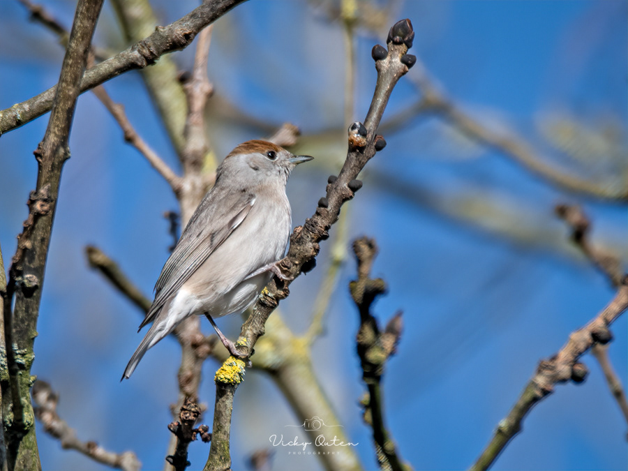Female blackcap