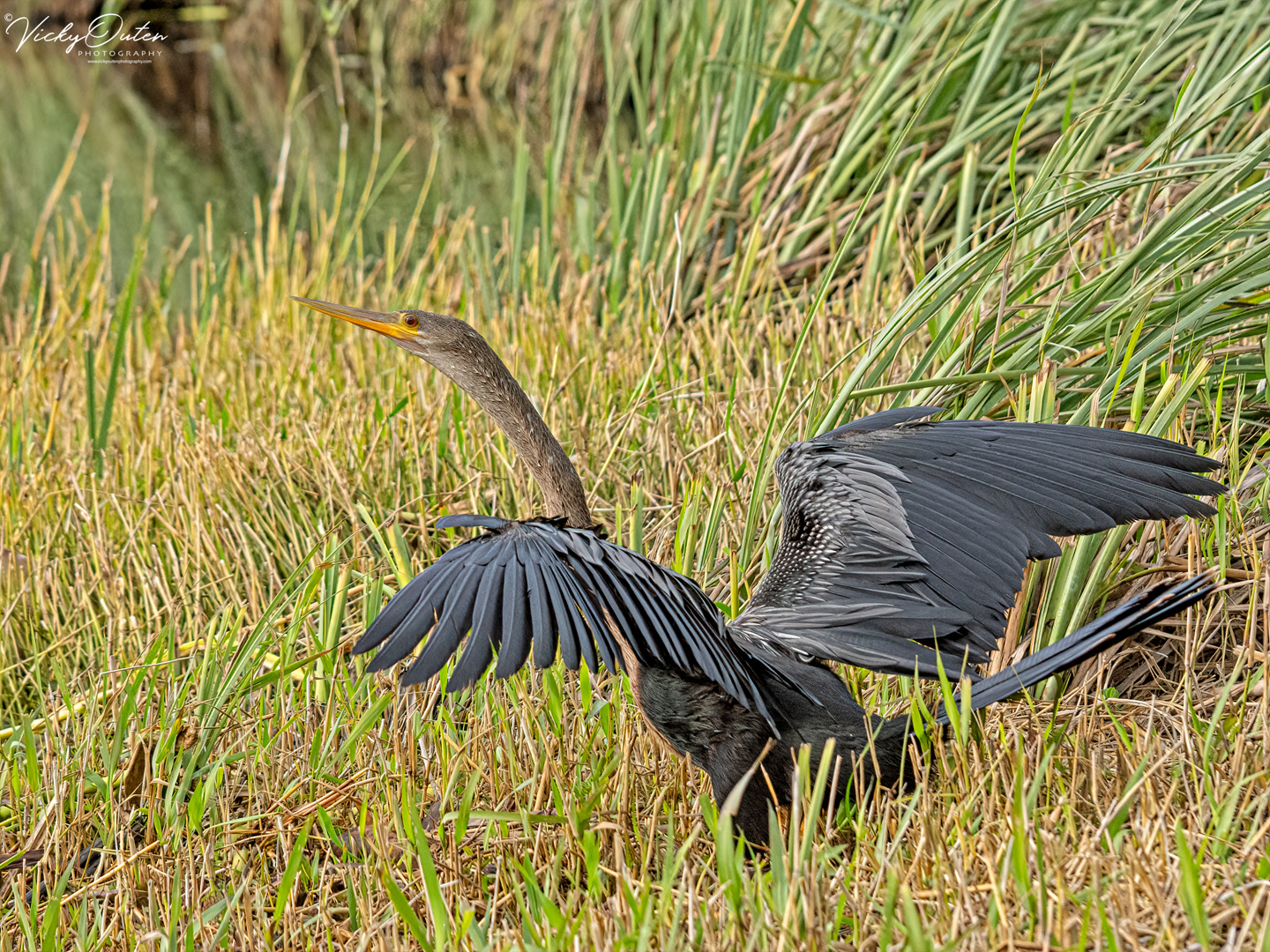 Anhinga