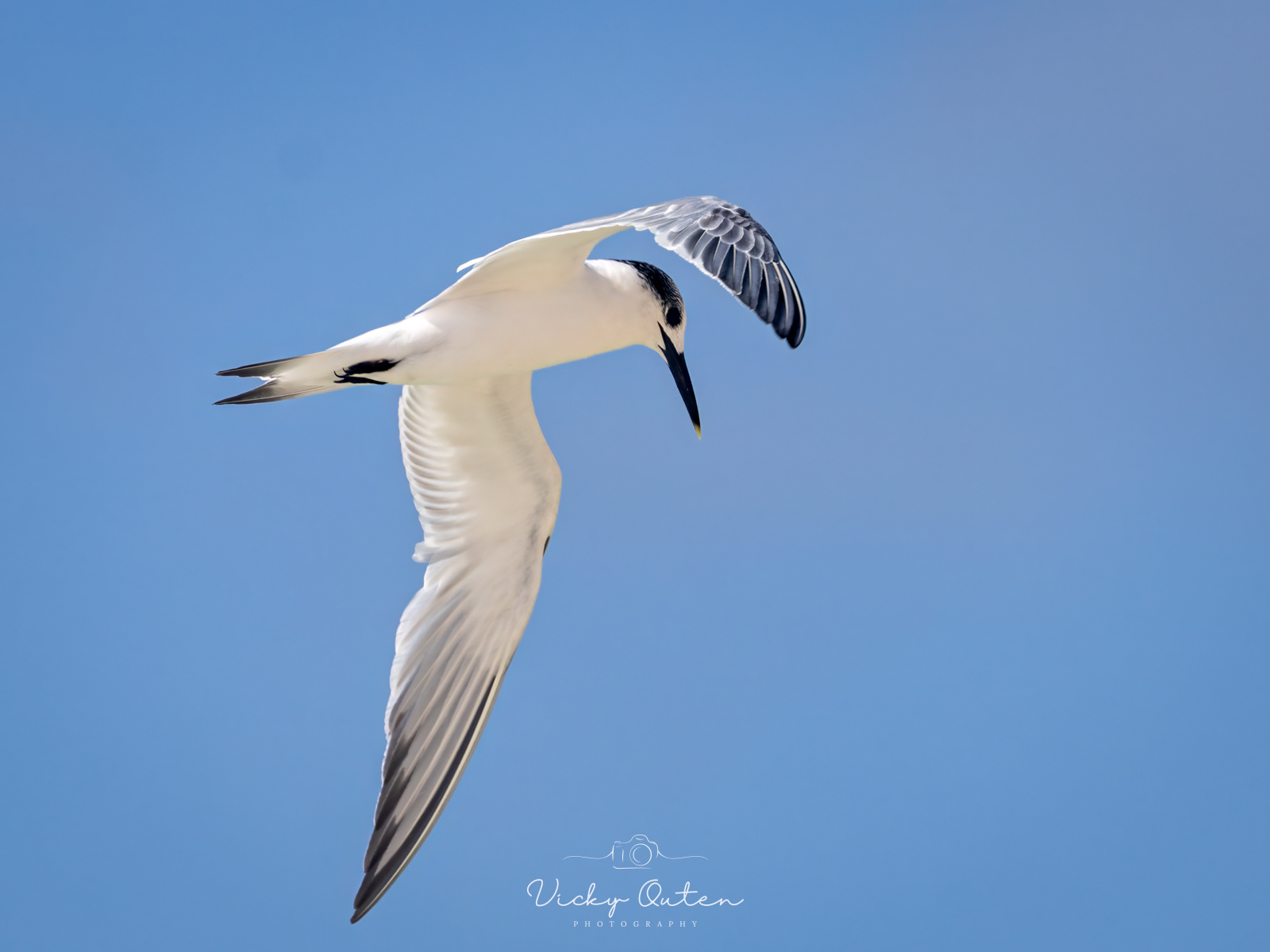 Sandwich Tern