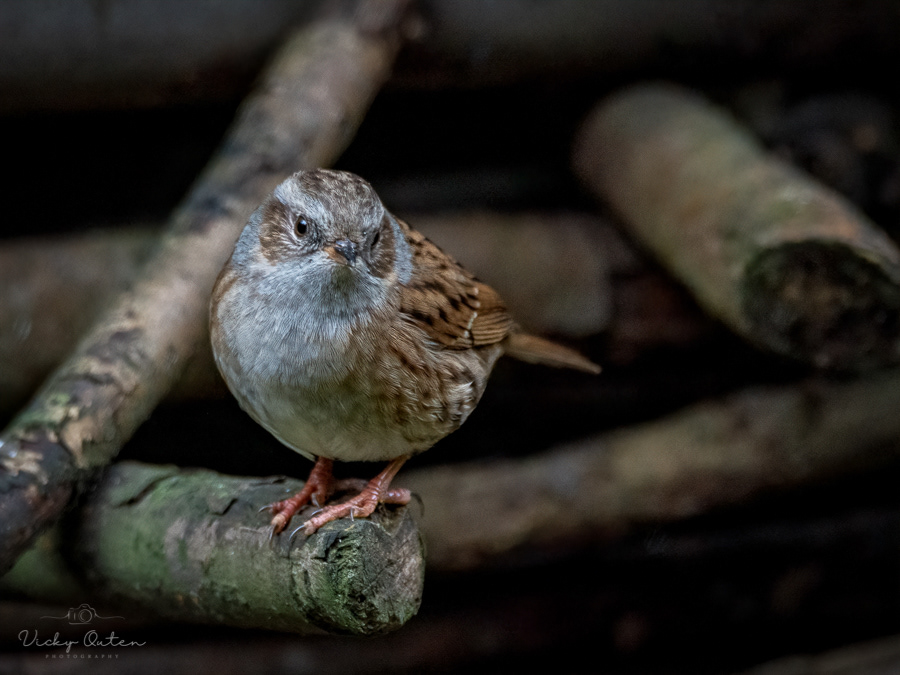 Dunnock / Hedge sparrow