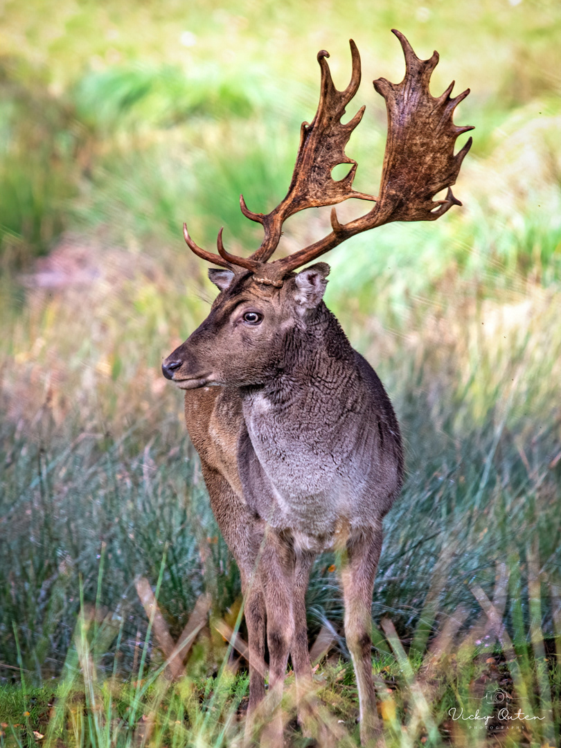 Fallow deer 