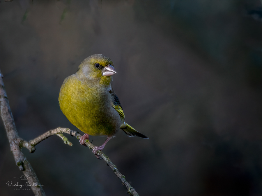 Greenfinch