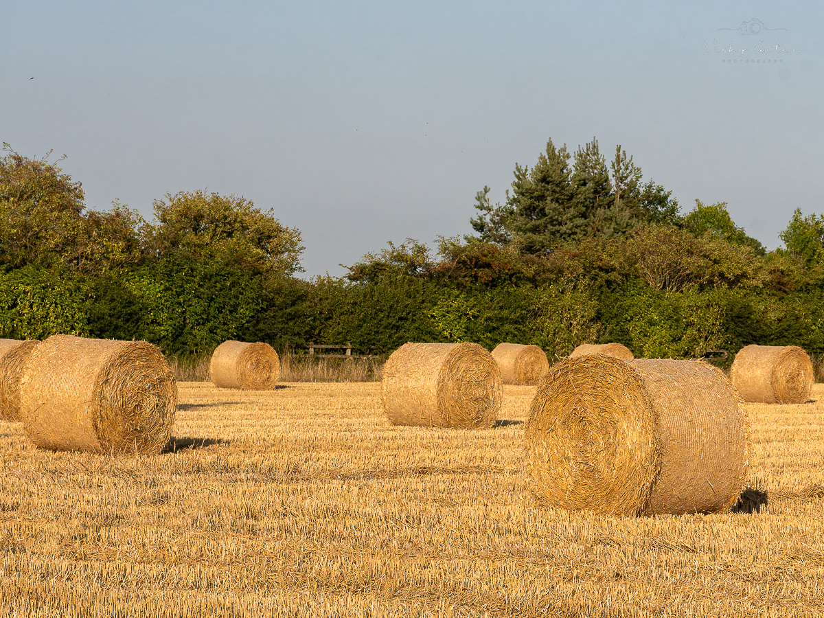 Haybales in the evening sun 