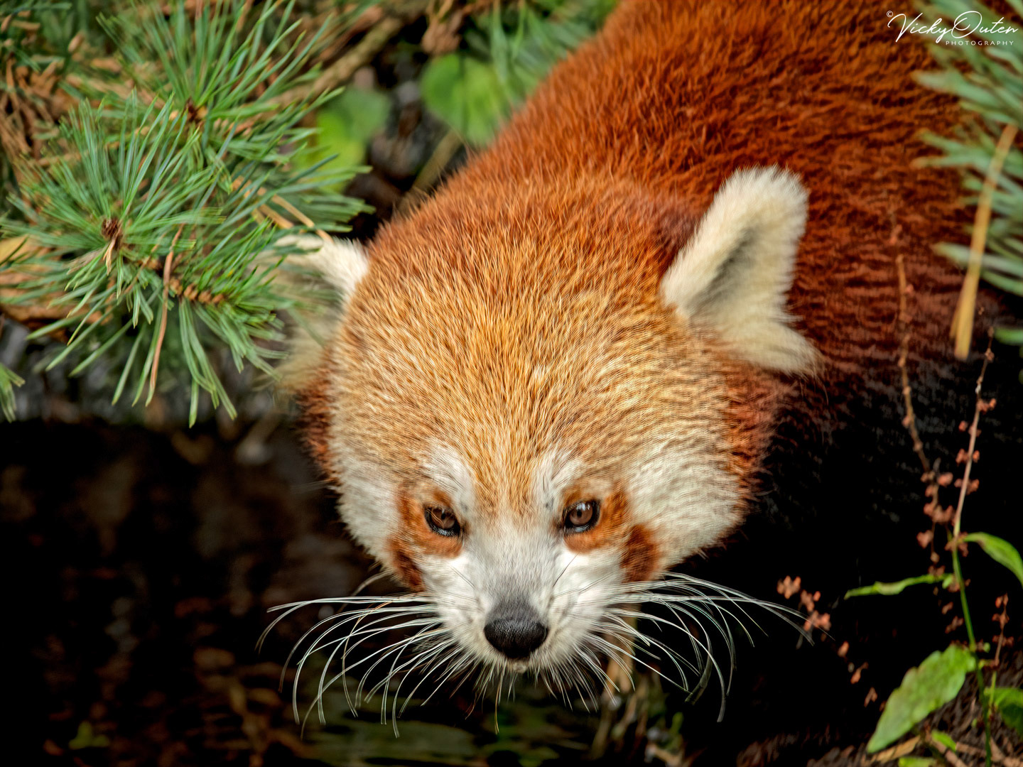 Red panda 