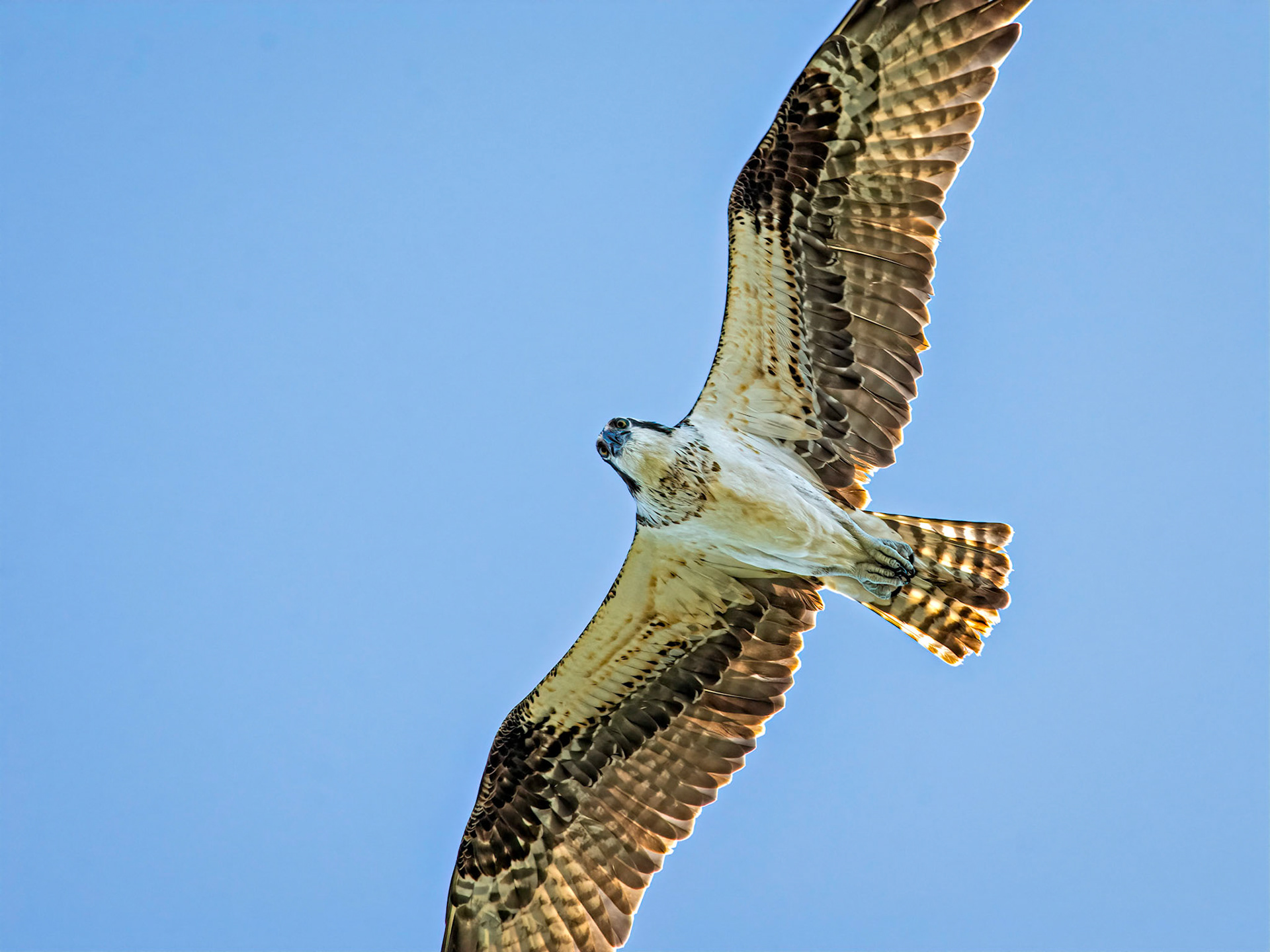 Osprey