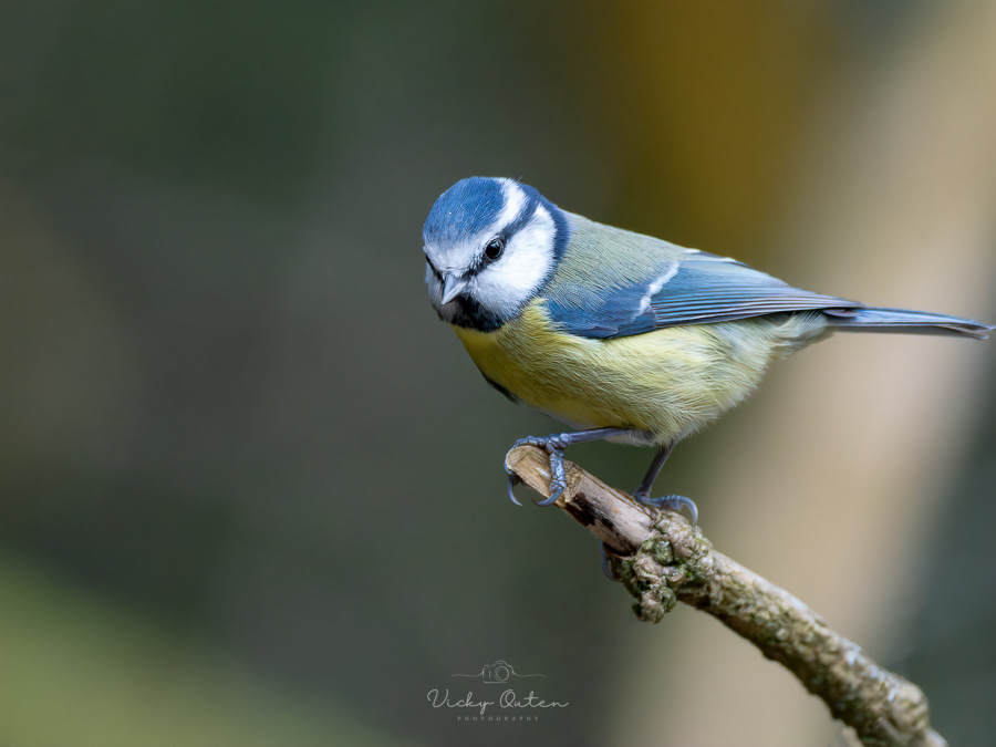 Blue tit