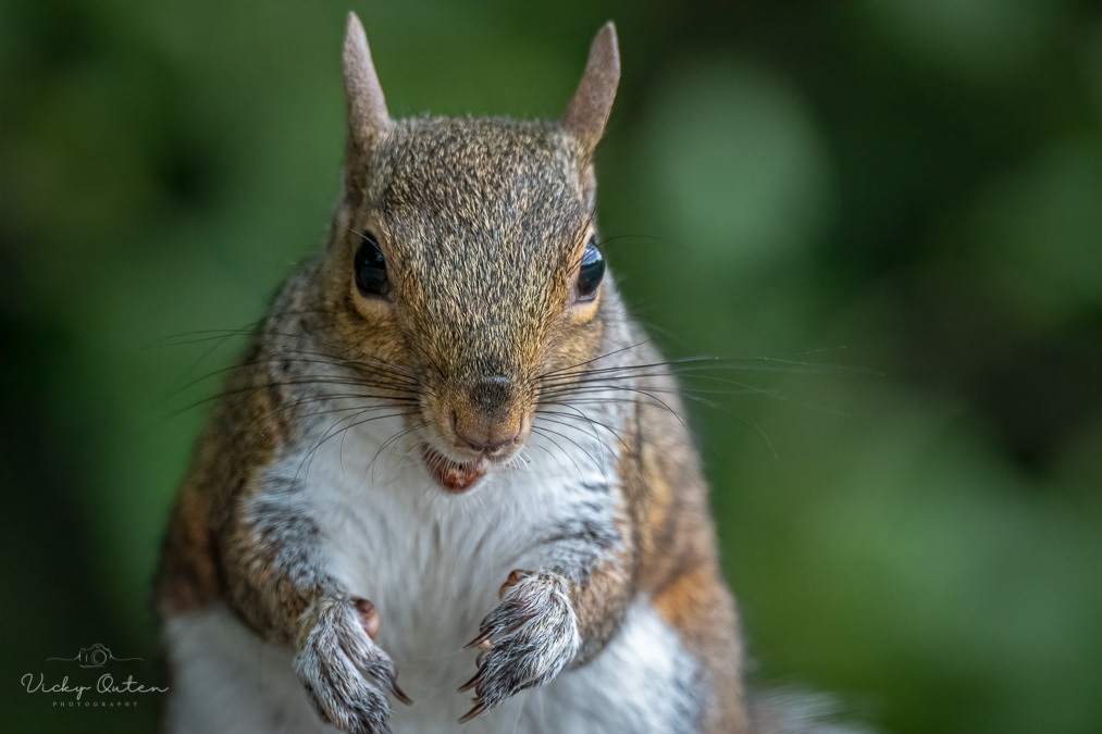 Grey squirrel