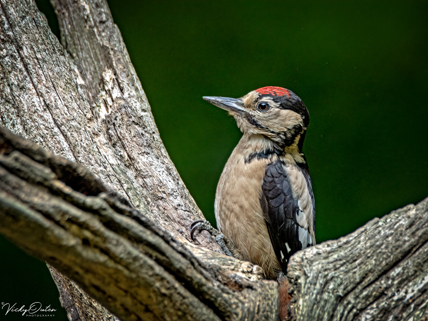 Great spotted woodpecker