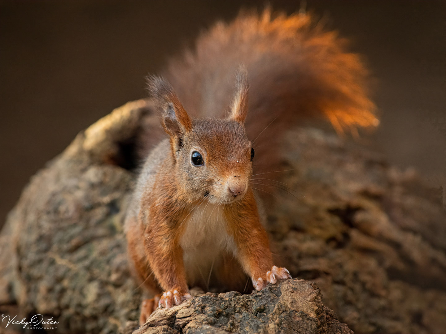 Red squirrel