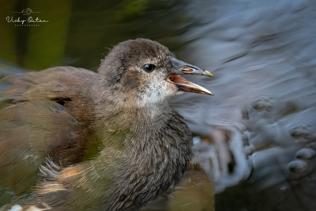 Juvenile moorhen