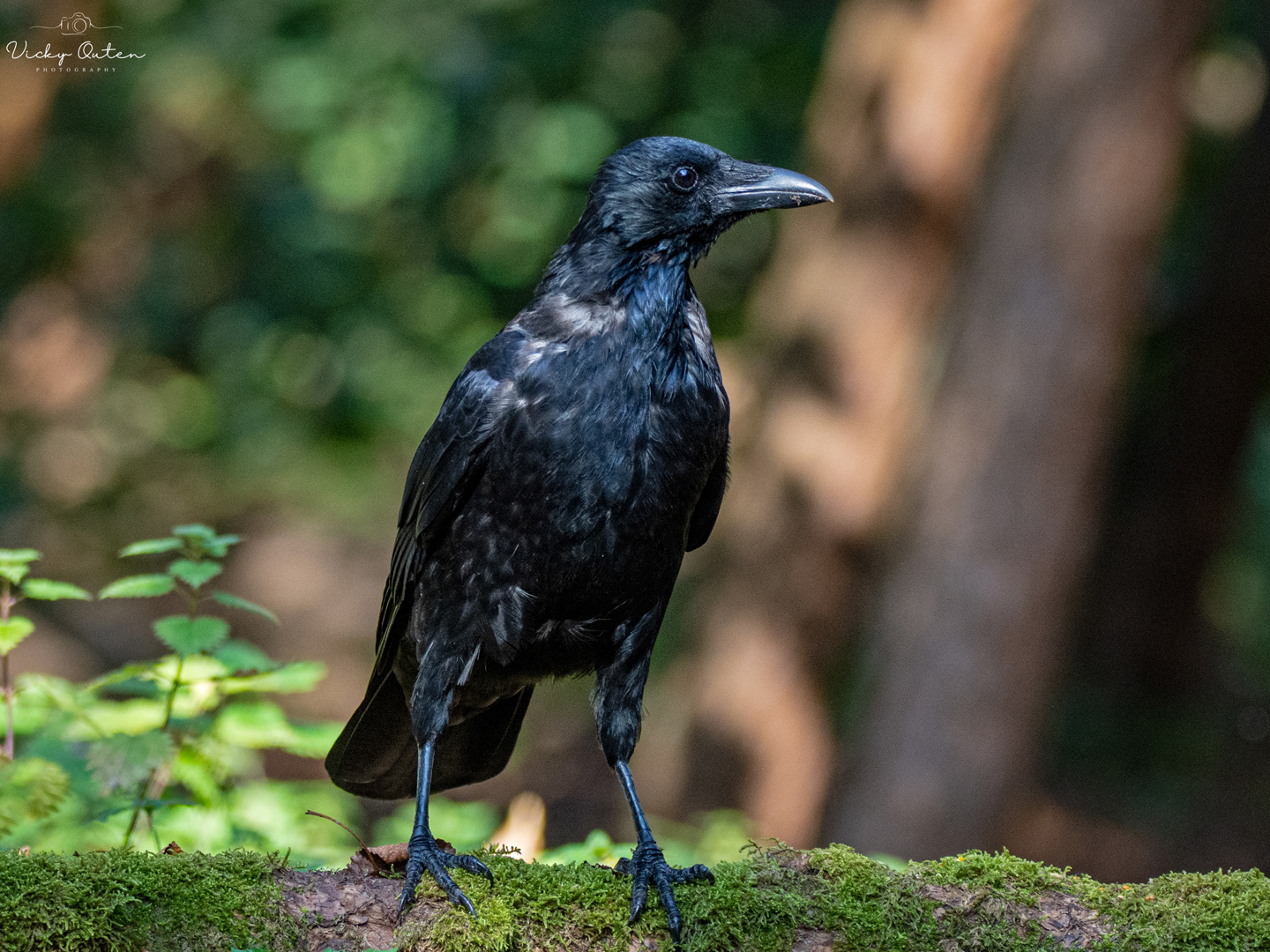 Carrion crow
