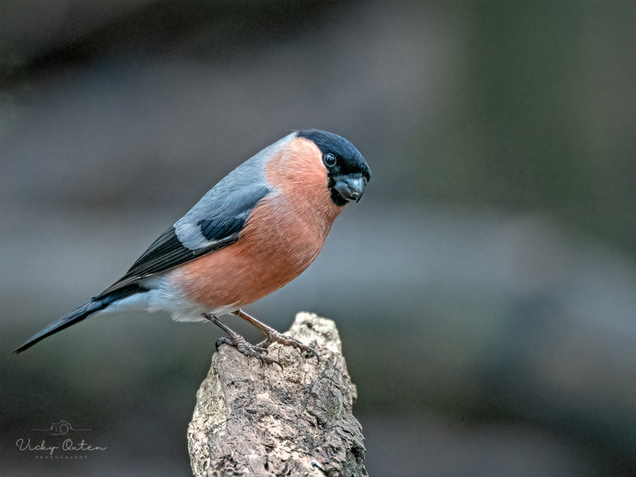 Male bullfinch