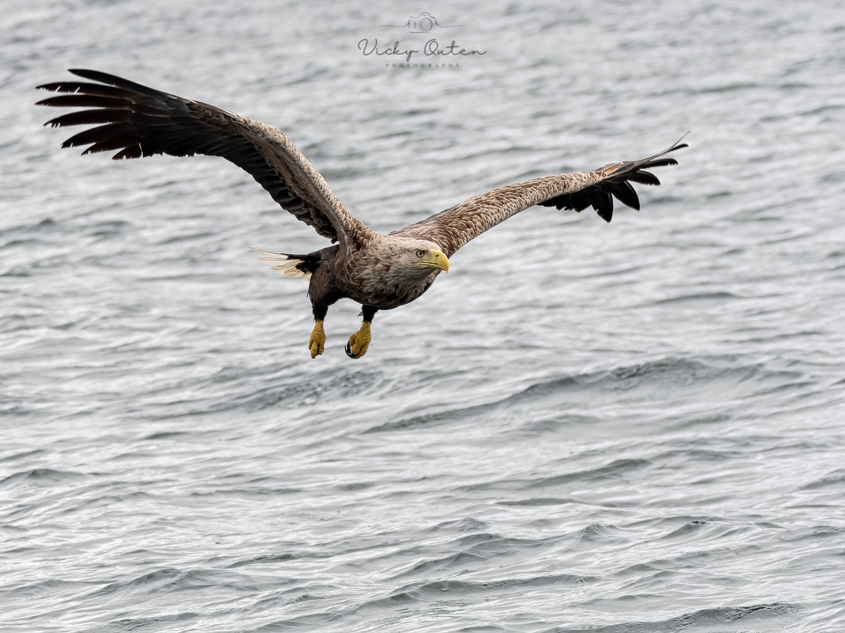 White-tailed sea eagle