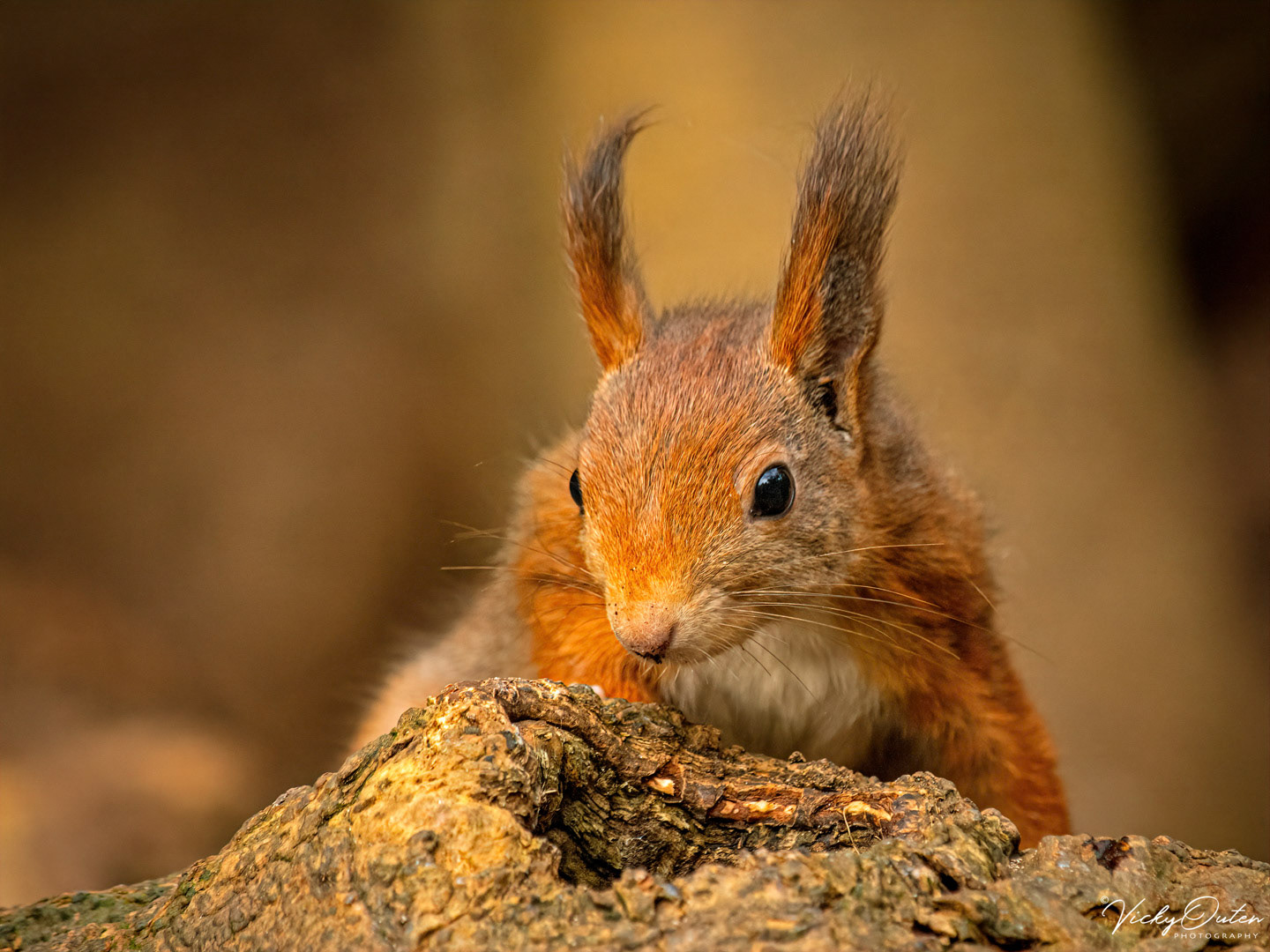 Red squirrel