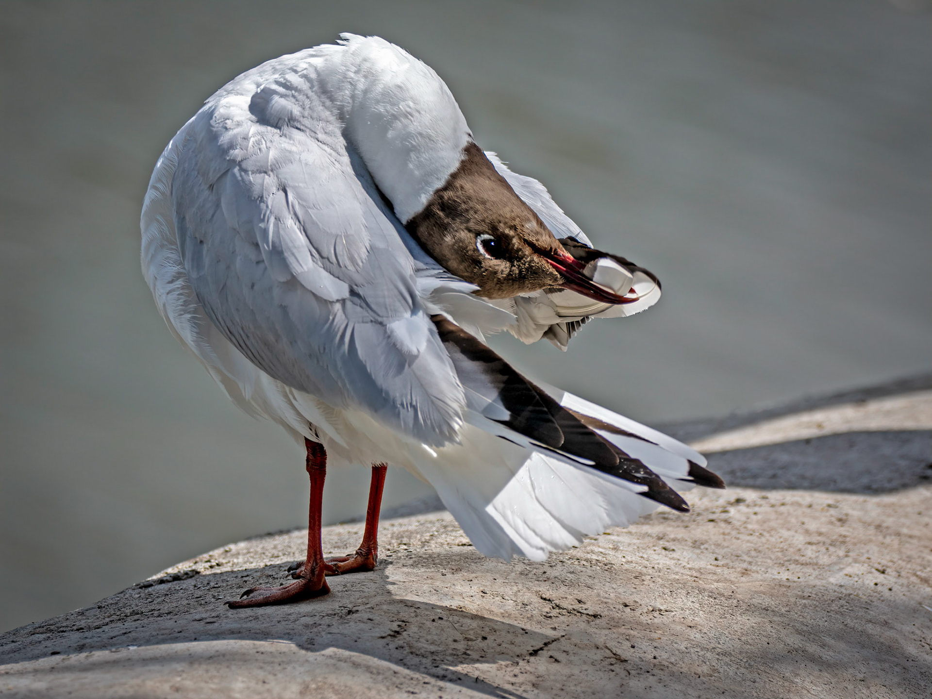 Black headed gull