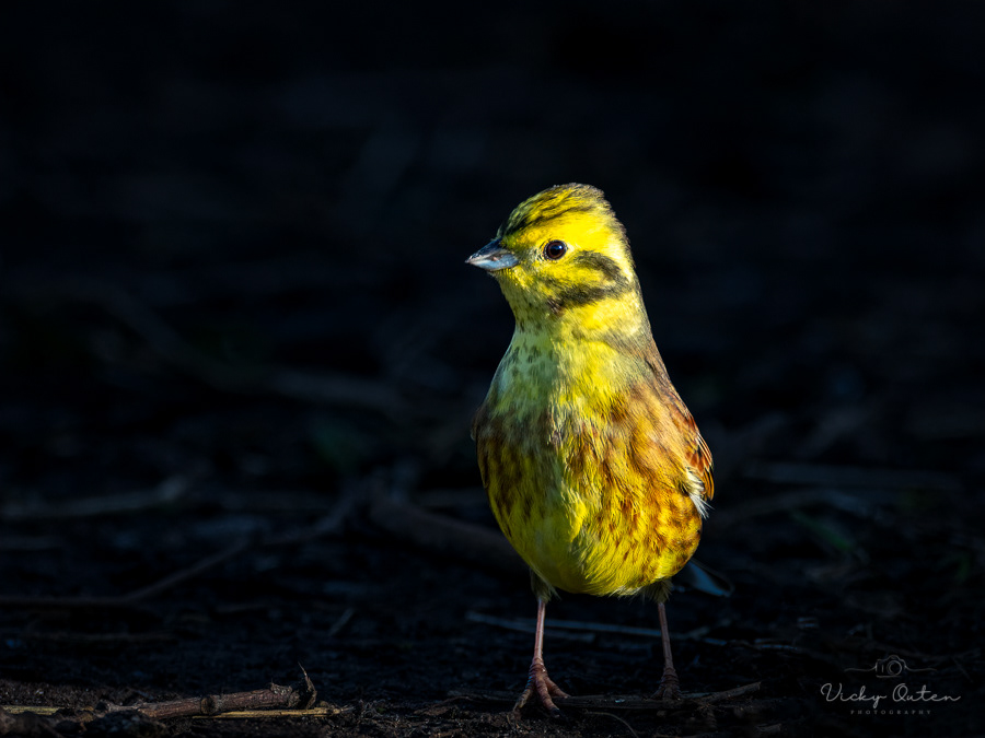 Male yellowhammer