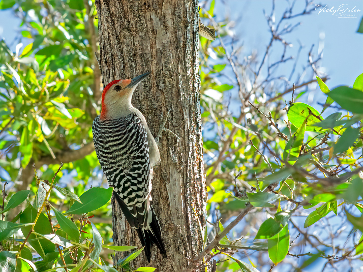 Red-bellied woodpecker 