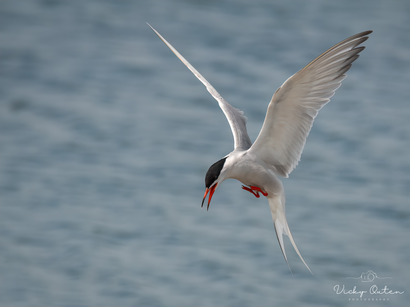 Common Tern