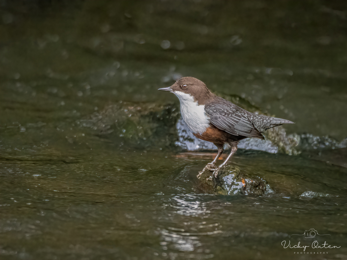Dipper