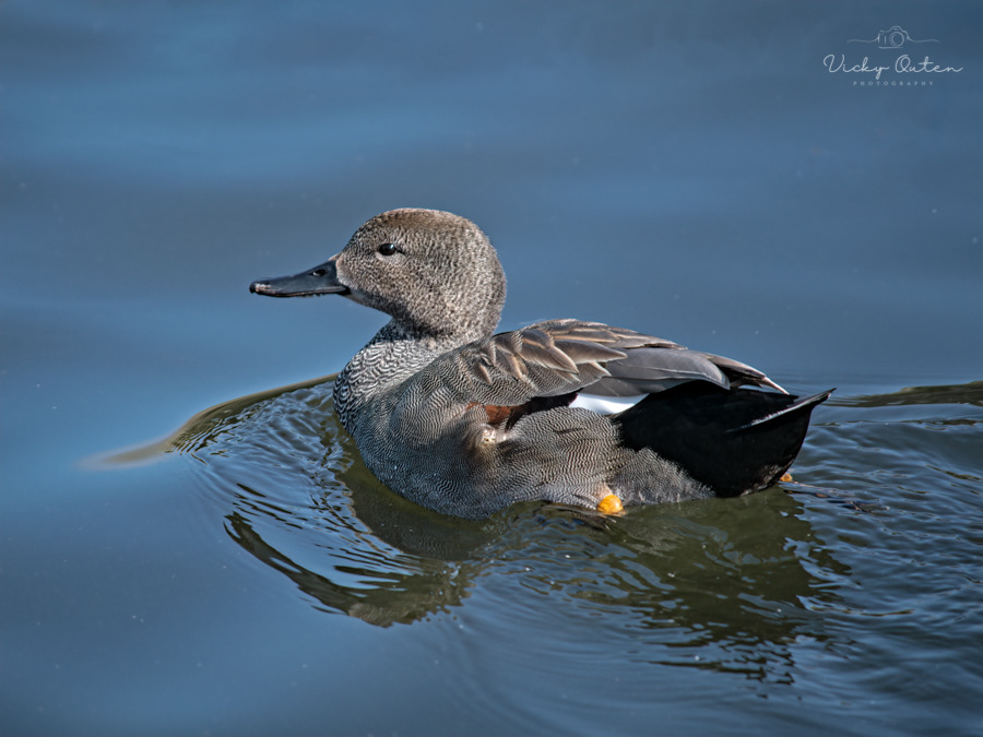 Gadwall