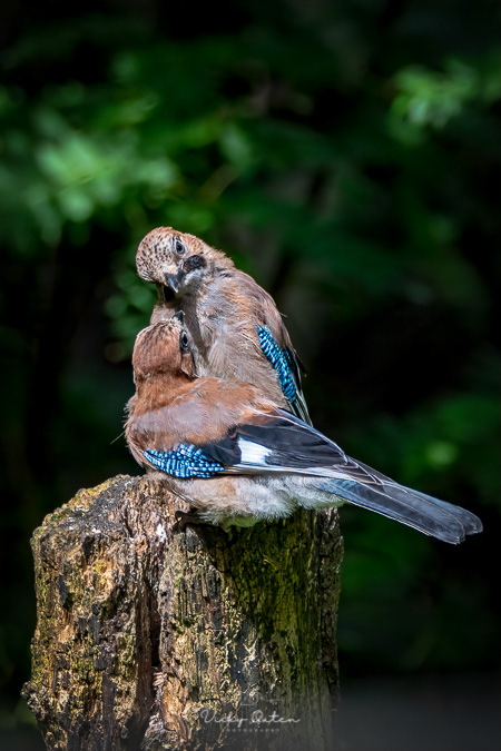Juvenile jays
