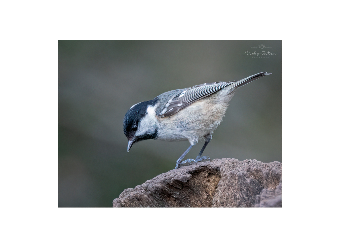 Coal tit #1404
