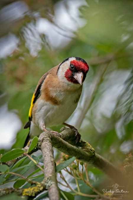 Goldfinch