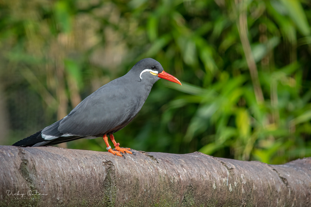 Inca tern