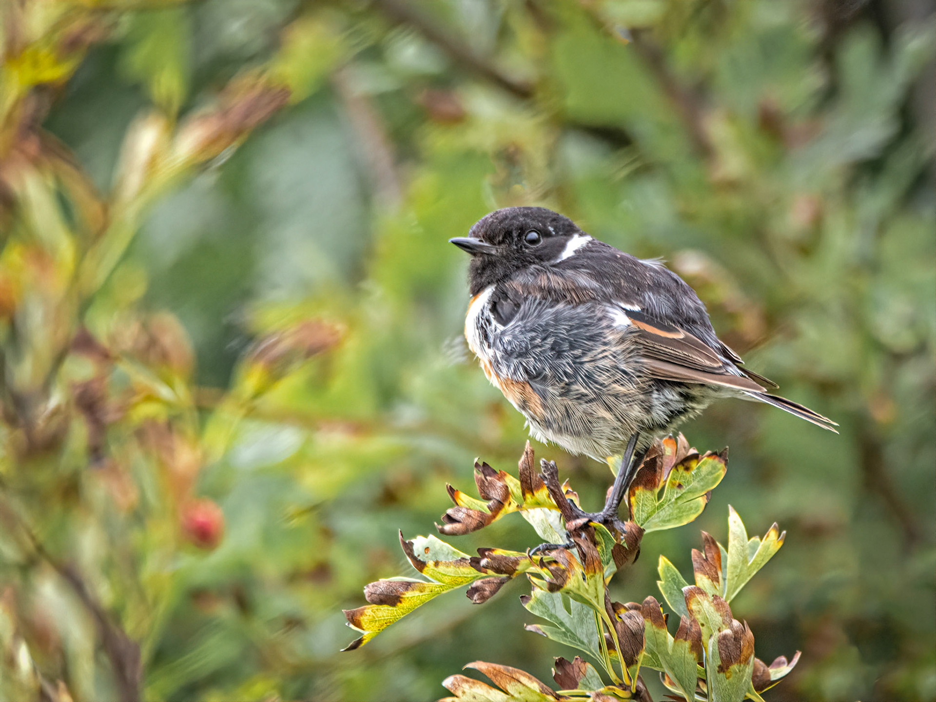 Male stonechat
