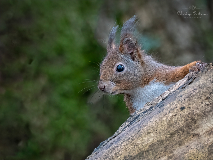 Red squirrel
